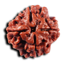 Load image into Gallery viewer, 4 Mukhi Rudraksha from Nepal - Bead No. 442
