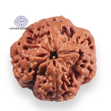 Load image into Gallery viewer, 4 Mukhi Rudraksha from Nepal - Bead No. 465