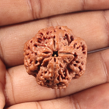 Load image into Gallery viewer, 4 Mukhi Rudraksha from Nepal - Bead No. 465