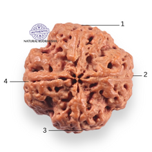 Load image into Gallery viewer, 4 Mukhi Rudraksha from Nepal - Bead No. 465