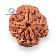 Load image into Gallery viewer, 4 Mukhi Rudraksha from Nepal - Bead No. 466