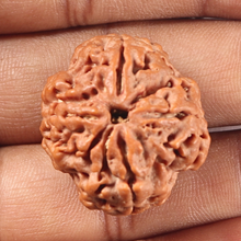 Load image into Gallery viewer, 4 Mukhi Rudraksha from Nepal - Bead No. 466