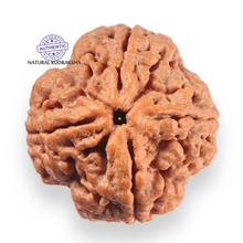 Load image into Gallery viewer, 4 Mukhi Rudraksha from Nepal - Bead No. 467