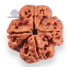 Load image into Gallery viewer, 4 Mukhi Rudraksha from Nepal - Bead No. 468