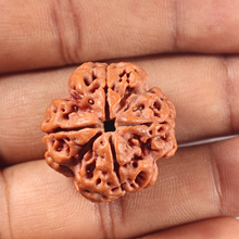 Load image into Gallery viewer, 4 Mukhi Rudraksha from Nepal - Bead No. 468