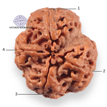 Load image into Gallery viewer, 4 Mukhi Rudraksha from Nepal - Bead No. 469