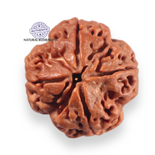 Load image into Gallery viewer, 4 Mukhi Rudraksha from Nepal - Bead No. 470