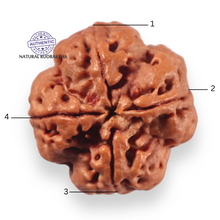 Load image into Gallery viewer, 4 Mukhi Rudraksha from Nepal - Bead No. 470
