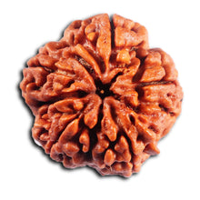 Load image into Gallery viewer, 5 Mukhi Rudraksha from Nepal - Bead No.483