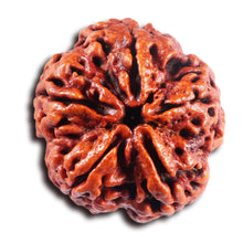 Load image into Gallery viewer, 5 Mukhi Rudraksha from Nepal - Bead No.494