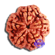 Load image into Gallery viewer, 5 Mukhi Rudraksha from Nepal - Bead No. 371