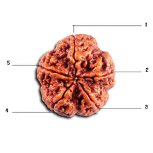 Load image into Gallery viewer, 5 Mukhi Rudraksha from Nepal - Bead No. 485