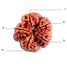 Load image into Gallery viewer, 5 Mukhi Rudraksha from Nepal - Bead No.486