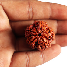 Load image into Gallery viewer, 5 Mukhi Rudraksha from Nepal - Bead No.486
