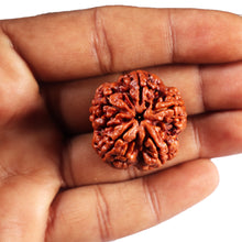 Load image into Gallery viewer, 5 Mukhi Rudraksha from Nepal - Bead No. 487