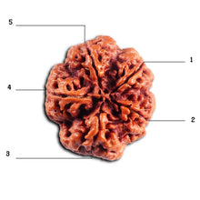 Load image into Gallery viewer, 5 Mukhi Rudraksha from Nepal - Bead No. 488