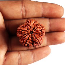 Load image into Gallery viewer, 5 Mukhi Rudraksha from Nepal - Bead No.489
