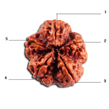 Load image into Gallery viewer, 5 Mukhi Rudraksha from Nepal - Bead No. 490