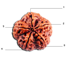Load image into Gallery viewer, 5 Mukhi Rudraksha from Nepal - Bead No.493