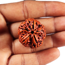 Load image into Gallery viewer, 5 Mukhi Rudraksha from Nepal - Bead No.494