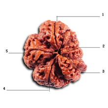Load image into Gallery viewer, 5 Mukhi Rudraksha from Nepal - Bead No. 496