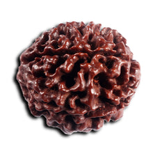 Load image into Gallery viewer, 5 Mukhi Hybrid Rudraksha - Bead No.5