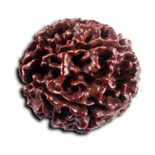 Load image into Gallery viewer, 5 Mukhi Hybrid Rudraksha - Bead No.5