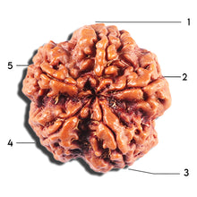 Load image into Gallery viewer, 5 Mukhi Rudraksha from Nepal - Bead No. 429