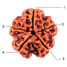 Load image into Gallery viewer, 5 Mukhi Rudraksha from Nepal - Bead No. 464