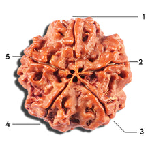 Load image into Gallery viewer, 5 Mukhi Rudraksha from Nepal - Bead No. 427
