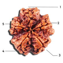 Load image into Gallery viewer, 5 Mukhi Rudraksha from Nepal - Bead No. 428