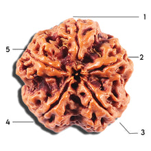 Load image into Gallery viewer, 5 Mukhi Rudraksha from Nepal - Bead No. 430