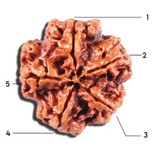 Load image into Gallery viewer, 5 Mukhi Rudraksha from Nepal - Bead No. 432