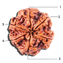 Load image into Gallery viewer, 5 Mukhi Rudraksha from Nepal - Bead No. 444