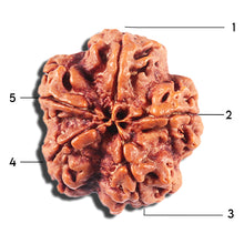 Load image into Gallery viewer, 5 Mukhi Rudraksha from Nepal - Bead No. 451