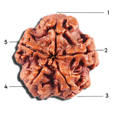 Load image into Gallery viewer, 5 Mukhi Rudraksha from Nepal - Bead No. 456