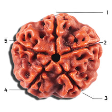 Load image into Gallery viewer, 5 Mukhi Rudraksha from Nepal - Bead No. 461