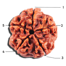 Load image into Gallery viewer, 5 Mukhi Rudraksha from Nepal - Bead No. 465