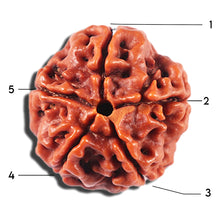 Load image into Gallery viewer, 5 Mukhi Rudraksha from Nepal - Bead No. 467