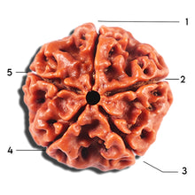 Load image into Gallery viewer, 5 Mukhi Rudraksha from Nepal - Bead No. 468