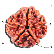 Load image into Gallery viewer, 5 Mukhi Rudraksha from Nepal - Bead No. 473