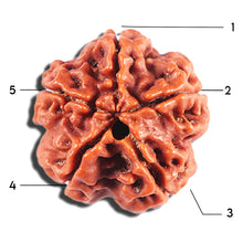 Load image into Gallery viewer, 5 Mukhi Rudraksha from Nepal - Bead No. 481