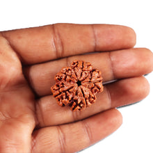 Load image into Gallery viewer, 5 Mukhi Rudraksha from Nepal - Bead No.423
