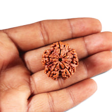 Load image into Gallery viewer, 5 Mukhi Rudraksha from Nepal - Bead No. 429