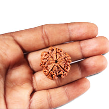 Load image into Gallery viewer, 5 Mukhi Rudraksha from Nepal - Bead No. 438