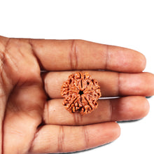 Load image into Gallery viewer, 5 Mukhi Rudraksha from Nepal - Bead No. 443
