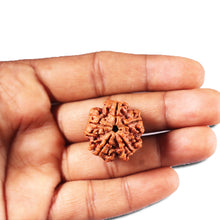Load image into Gallery viewer, 5 Mukhi Rudraksha from Nepal - Bead No. 449