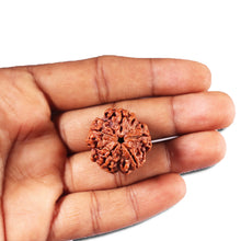 Load image into Gallery viewer, 5 Mukhi Rudraksha from Nepal - Bead No. 448