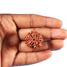 Load image into Gallery viewer, 5 Mukhi Rudraksha from Nepal - Bead No. 453