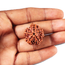 Load image into Gallery viewer, 5 Mukhi Rudraksha from Nepal - Bead No. 456